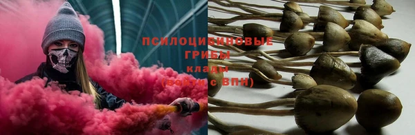 PSILOCYBIN Сковородино
